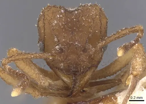 Mycetomoellerius papulatus specimen CASENT0912525 image casent0912525_2