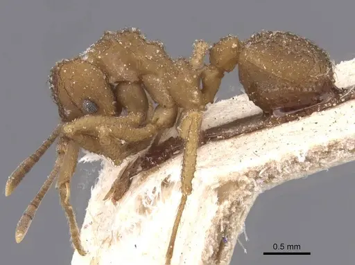 Mycetomoellerius papulatus specimen CASENT0912525 image casent0912525_3