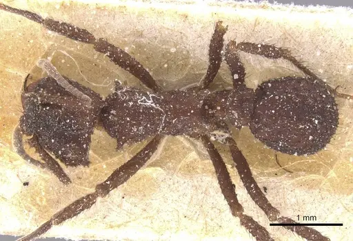 Mycetomoellerius pruinosus specimen CASENT0912526 image casent0912526_1