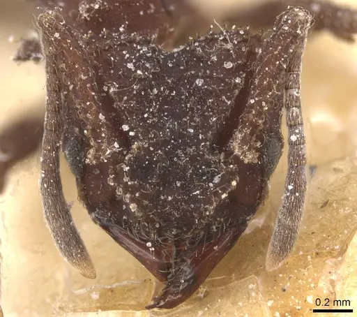 Mycetomoellerius pruinosus specimen CASENT0912526 image casent0912526_2