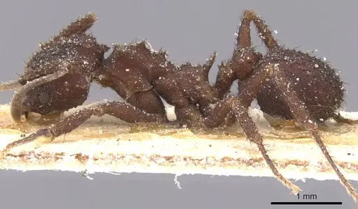 Mycetomoellerius pruinosus specimen CASENT0912526 image casent0912526_3