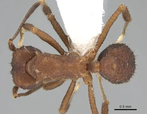 Mycetomoellerius pruinosus specimen CASENT0919972 image casent0919972_1