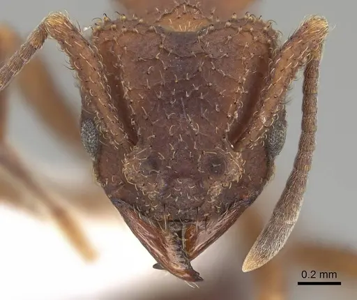 Mycetomoellerius pruinosus specimen CASENT0919972 image casent0919972_2
