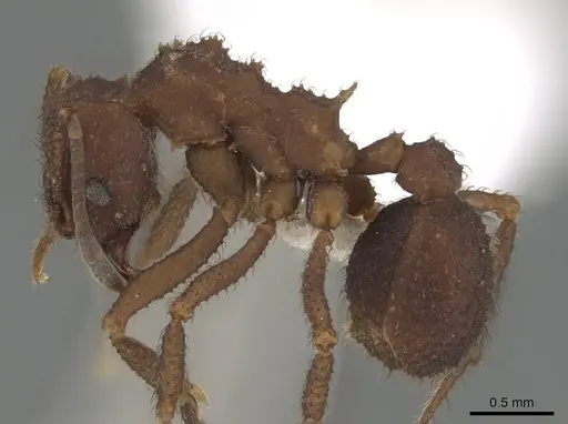 Mycetomoellerius pruinosus specimen CASENT0919972 image casent0919972_3