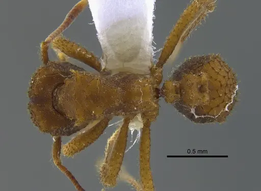 Mycetomoellerius pruinosus specimen CBUMAGENT41948 image cbumagent41948_1