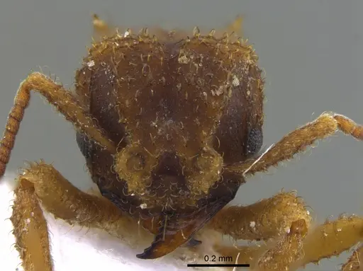 Mycetomoellerius pruinosus specimen CBUMAGENT41948 image cbumagent41948_2