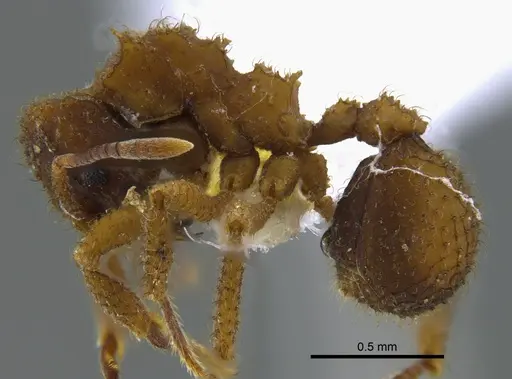Mycetomoellerius pruinosus specimen CBUMAGENT41948 image cbumagent41948_3
