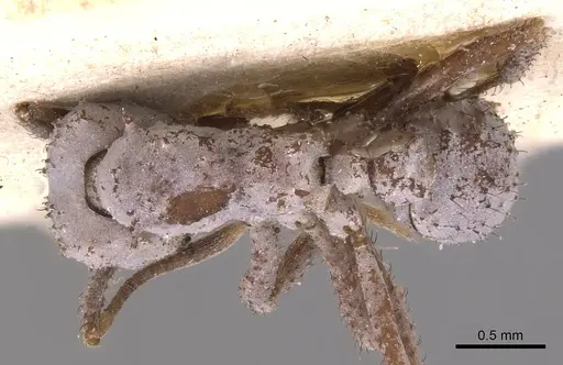 Mycetomoellerius pruinosus specimen USNMENT00445506 image usnment00445506_1