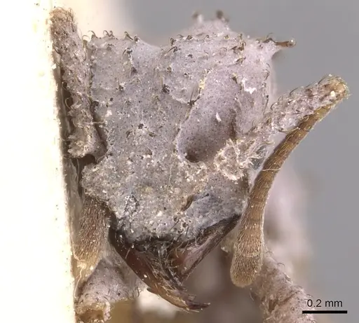 Mycetomoellerius pruinosus specimen USNMENT00445506 image usnment00445506_2