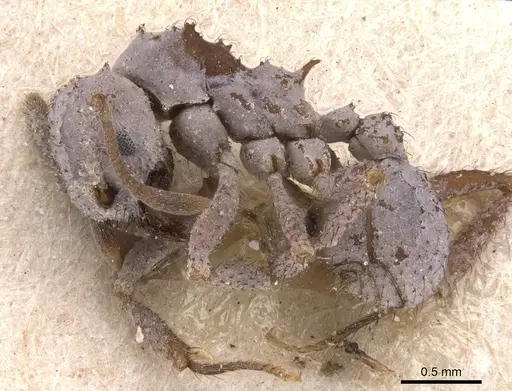 Mycetomoellerius pruinosus specimen USNMENT00445506 image usnment00445506_3