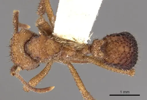 Mycetomoellerius ruthae specimen CASENT0901692 image casent0901692_1