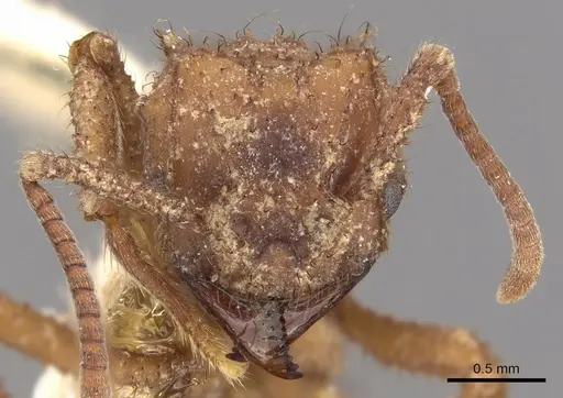 Mycetomoellerius ruthae specimen CASENT0901692 image casent0901692_2