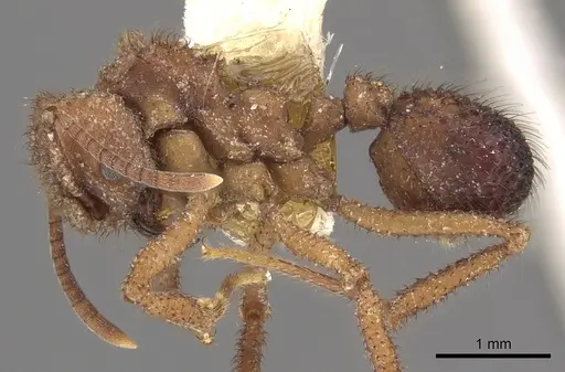 Mycetomoellerius ruthae specimen CASENT0901692 image casent0901692_3