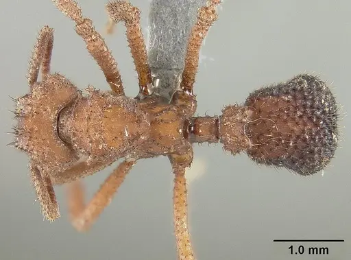Mycetomoellerius ruthae specimen USNMENT01124317 image usnment01124317_1