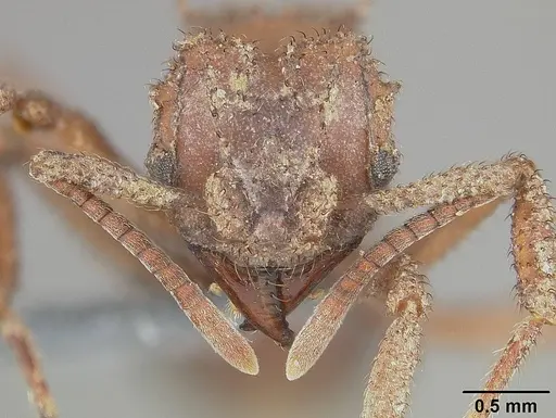 Mycetomoellerius ruthae specimen USNMENT01124317 image usnment01124317_2