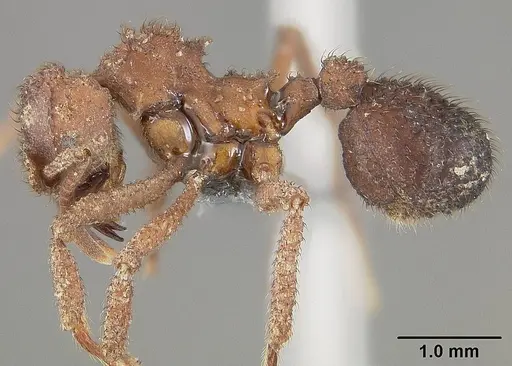 Mycetomoellerius ruthae specimen USNMENT01124317 image usnment01124317_3