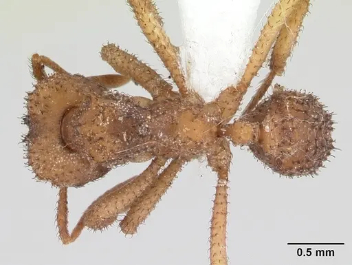 Mycetomoellerius squamulifer specimen CASENT0603549 image casent0603549_1