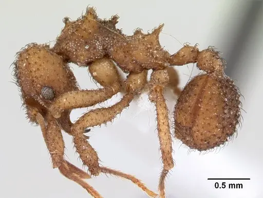 Mycetomoellerius squamulifer specimen CASENT0603549 image casent0603549_3