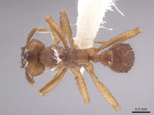 Mycetomoellerius squamulifer specimen CASENT0647035 image casent0647035_1