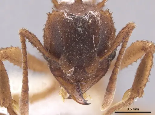 Mycetomoellerius squamulifer specimen CASENT0647035 image casent0647035_2