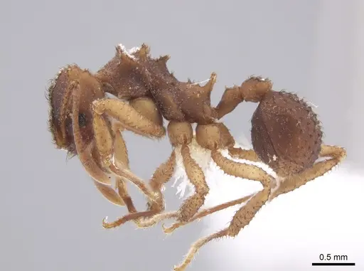 Mycetomoellerius squamulifer specimen CASENT0647035 image casent0647035_3