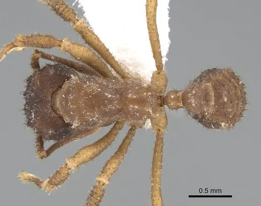 Mycetomoellerius squamulifer specimen CASENT0919973 image casent0919973_1