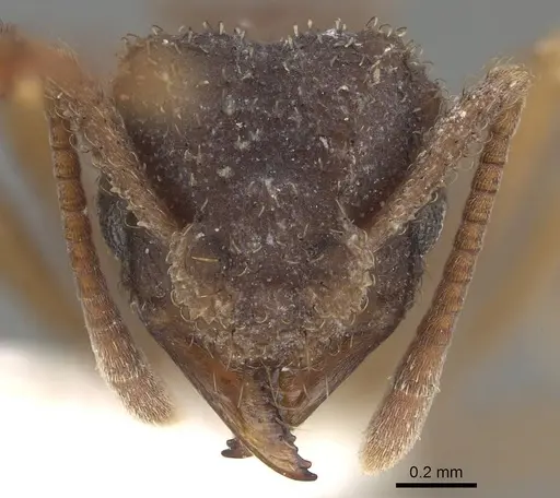 Mycetomoellerius squamulifer specimen CASENT0919973 image casent0919973_2