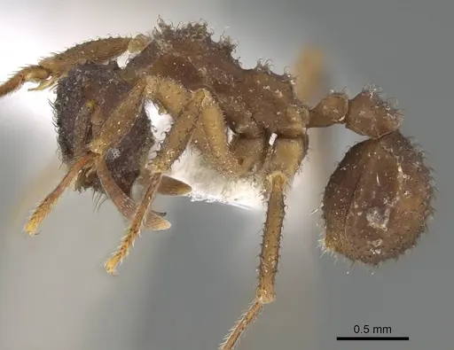 Mycetomoellerius squamulifer specimen CASENT0919973 image casent0919973_3
