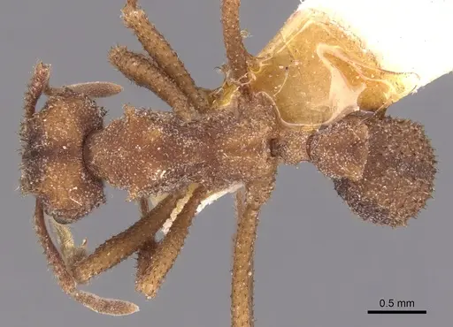 Mycetomoellerius squamulifer specimen USNMENT00445507 image usnment00445507_1