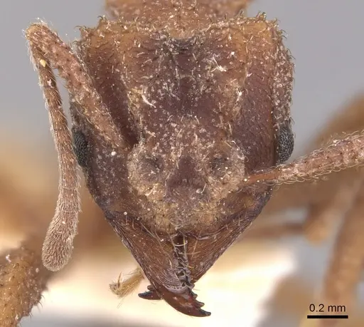 Mycetomoellerius squamulifer specimen USNMENT00445507 image usnment00445507_2