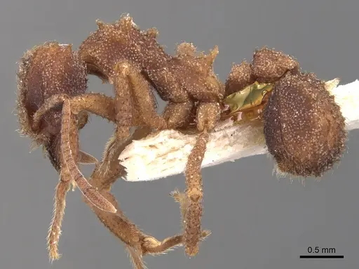 Mycetomoellerius squamulifer specimen USNMENT00445507 image usnment00445507_3