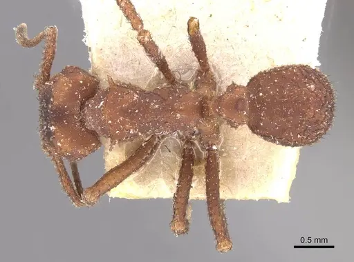 Mycetomoellerius tucumanus specimen CASENT0909391 image casent0909391_1