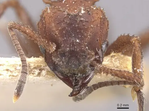 Mycetomoellerius tucumanus specimen CASENT0909391 image casent0909391_2