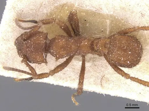 Mycetomoellerius tucumanus specimen CASENT0912527 image casent0912527_1
