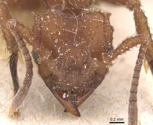Mycetomoellerius tucumanus specimen CASENT0912527 image casent0912527_2