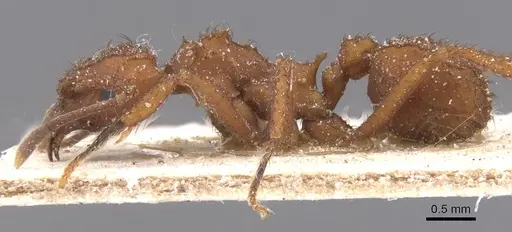 Mycetomoellerius tucumanus specimen CASENT0912527 image casent0912527_3