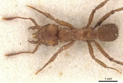 Mycetomoellerius tucumanus specimen CASENT0912528 image casent0912528_1
