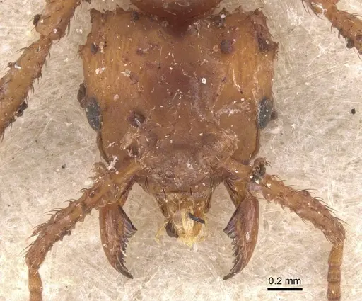 Mycetomoellerius tucumanus specimen CASENT0912528 image casent0912528_2
