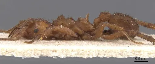 Mycetomoellerius tucumanus specimen CASENT0912528 image casent0912528_3