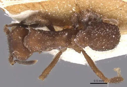 Mycetomoellerius tucumanus specimen CASENT0912529 image casent0912529_1