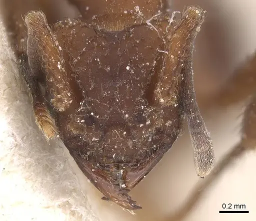 Mycetomoellerius tucumanus specimen CASENT0912529 image casent0912529_2