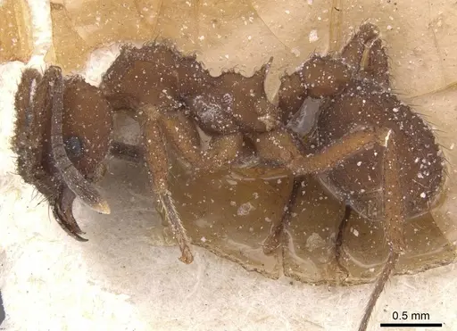 Mycetomoellerius tucumanus specimen CASENT0912529 image casent0912529_3
