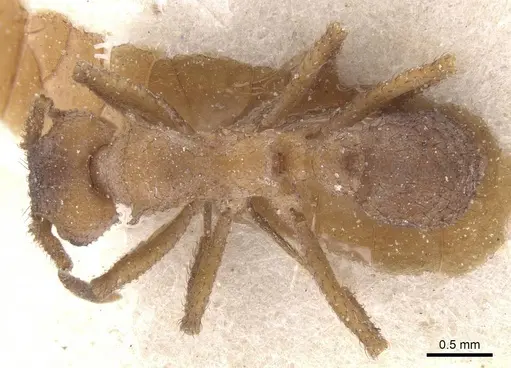 Mycetomoellerius tucumanus specimen CASENT0912530 image casent0912530_1