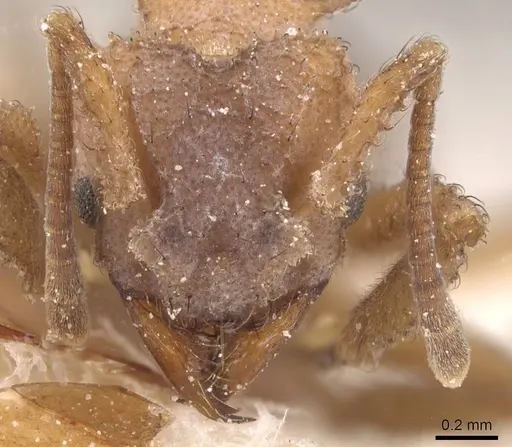 Mycetomoellerius tucumanus specimen CASENT0912530 image casent0912530_2