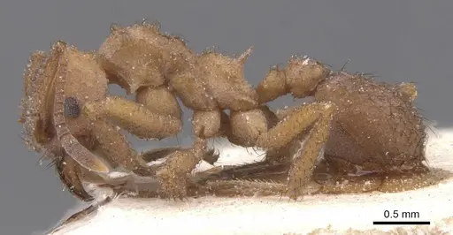 Mycetomoellerius tucumanus specimen CASENT0912530 image casent0912530_3