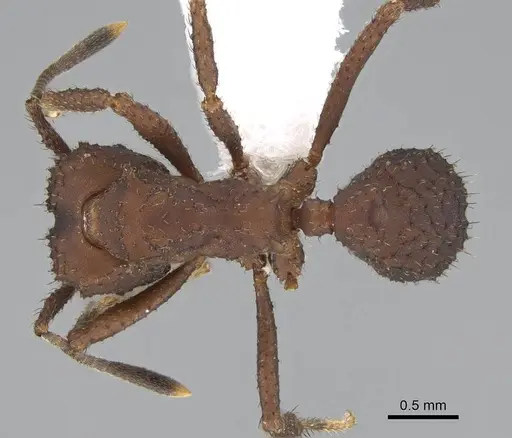 Mycetomoellerius tucumanus specimen CASENT0919979 image casent0919979_1