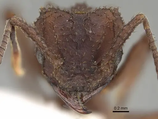 Mycetomoellerius tucumanus specimen CASENT0919979 image casent0919979_2