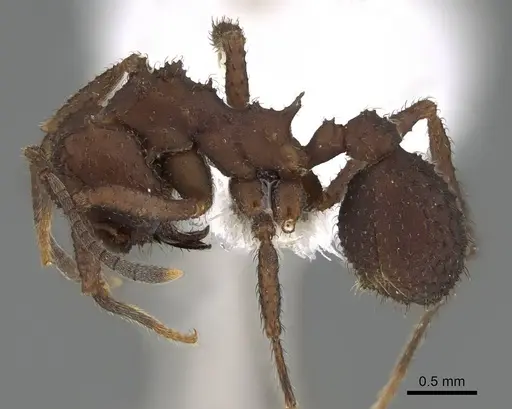 Mycetomoellerius tucumanus specimen CASENT0919979 image casent0919979_3