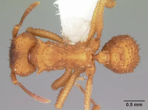 Mycetomoellerius turrifex specimen CASENT0104760 image casent0104760_1