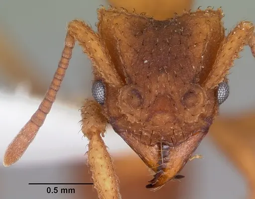 Mycetomoellerius turrifex specimen CASENT0104760 image casent0104760_2